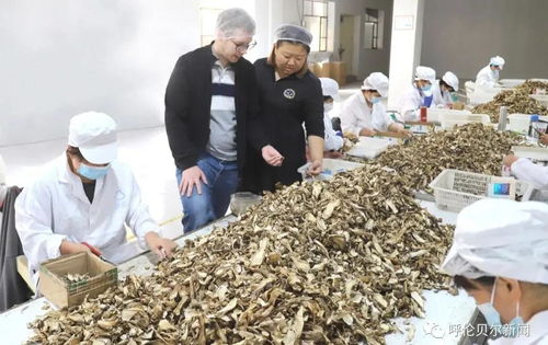 首次自營出口,呼倫貝爾的野生蘑菇開始進入歐洲市場