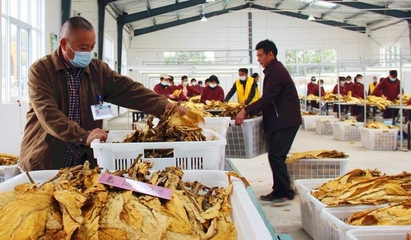河南襄城縣局(分公司)規范煙葉收購程序